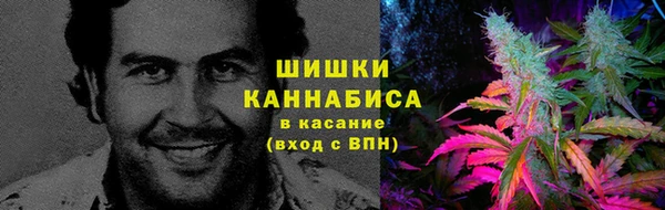прущие грибы Кодинск